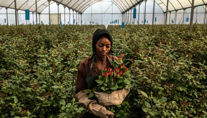 Une femme cueille des roses à l'intérieur d'une serre en février 2019 à Naivasha, au Kenya, principal fournisseur de roses en direction de l'Union européenne.