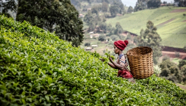 Une femme kényane récolte des feuilles de thé à Muranga, au Kenya, le 20 août 2021.