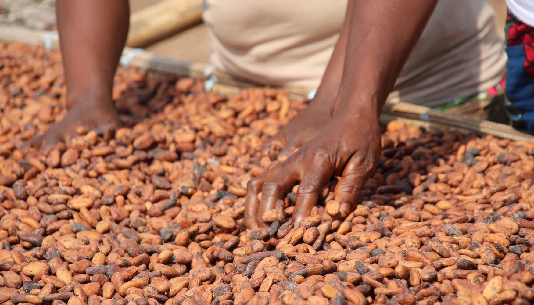 Cacao : le cartel ouest-africain contre les traders