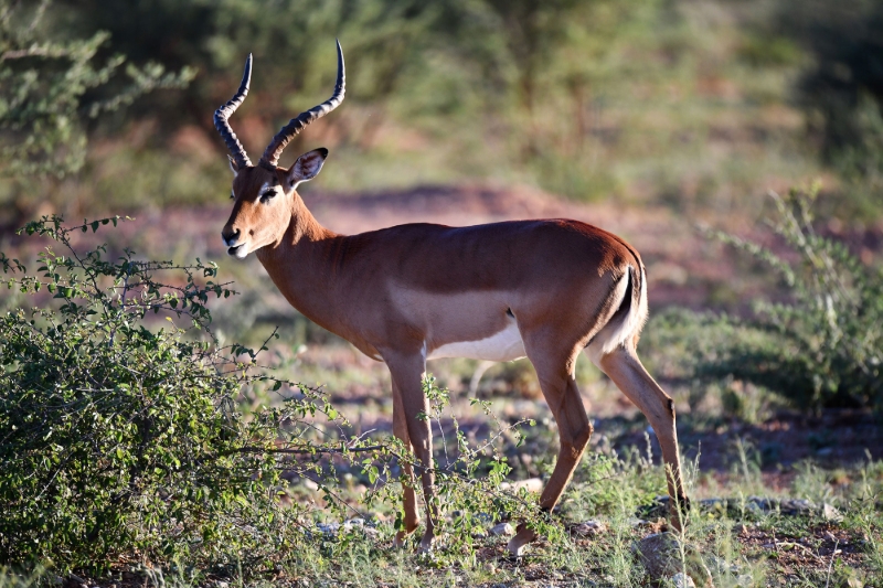 Le nombre d'impalas est en baisse dans la réserve naturelle privée de Welgevonden.