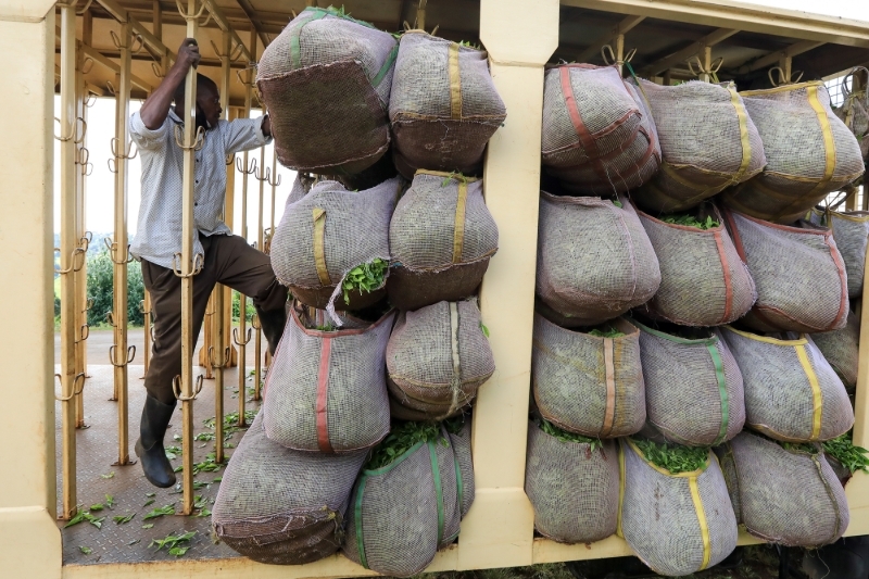 Un cultivateur de thé à Nyeri, au Kenya, en mai 2021.