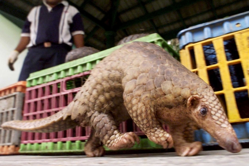 Le pangolin est souvent braconné car très recherché, notamment en Asie, pour les prétendues vertus thérapeutiques de ses écailles ainsi que le goût de sa viande.